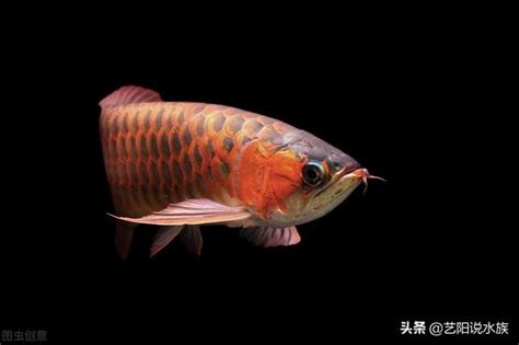 龍魚鱗片受傷|32種龍魚疾病、治療、病因及癥狀 